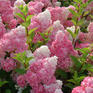 Саженцы Гортензия Ванилла Фрейз (Vanille Fraise) (метельча..