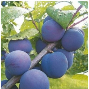 Саженцы Слива Кромань