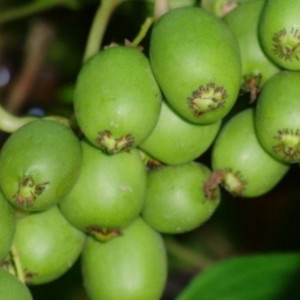 Саженцы Актинидия Сентябрьская (женская)